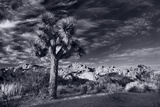 Joshua Tree Sunrise BW Photographic Print by Steve Gadomski