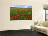 Naturalized Corn Poppies, Cache Valley, Utah, USA Wall Mural by Scott T. Smith