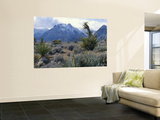 Yuccas Below Snow Covered Cliffs & Clearing Winter Storm, Red Rock Canyon, Nevada, USA Wall Mural by Scott T. Smith