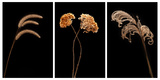 Winter Garden Tryptich Photographic Print by Steve Gadomski