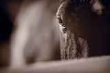 Portrait of a Horse Kentucky Photographic Print by Steve Gadomski