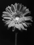 Red Gerbera in Black and White Photographic Print by George Oze