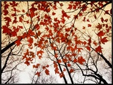 Bare Branches and Red Maple Leaves Growing Alongside the Highway Framed Canvas Print by Raymond Gehman