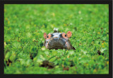 Bio- Hippopotamus Poster