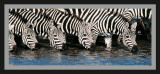 Manoj Shah - Kenya, Zebra Umělecké plakáty Manoj Shah - Kenya, Zebra Umělecké plakáty
