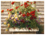 Cape Cod Window Box Prints by Ian Cook