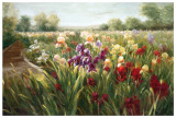 Fields of Iris Posters by Ian Cook