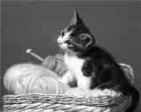 Cat Posters