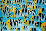 Acquarium, Bora, Bora Posters by Art Wolfe