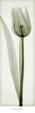 Tulipa I Prints by Steven N. Meyers