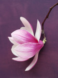 Magnolia Poster autor Amelie Vuillon Magnolia Poster autor Amelie Vuillon
