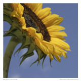 Sunflower III Prints by Jean-François Dupuis