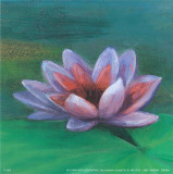 Waterlily I Poster von Cano 