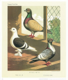 Cassell's Pigeon Book I Lámina Cassell's Pigeon Book I Lámina