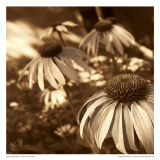 Sepia Flower Art by Jean-François Dupuis