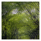 Natural Look V Posters por Jean-François Dupuis