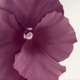 Violet Flower II Posters af Yvonne Poelstra-Holzhaus Violet Flower II Posters af Yvonne Poelstra-Holzhaus
