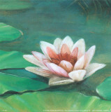 Waterlily II Kunstdrucke von Cano 