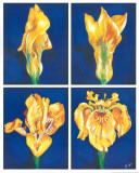 Blossoming Flower IV Prints by Ferrer 
