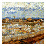 La Plaine De La Crau Avec Pêchers En Fleurs Posters par Vincent van Gogh