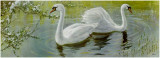 Swans Posters by Rengia 
