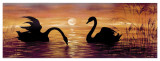 Swans In The Sunset Art by Werner 