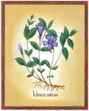 Vinca Minor Affiches par Urpina 