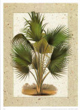 Palmeras IV Posters by William Rhind