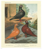 Cassell's Pigeon Book II Poster