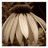 Sepia Flower Poster von Jean-François Dupuis