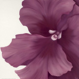 Violet Flower I Posters af Yvonne Poelstra-Holzhaus Violet Flower I Posters af Yvonne Poelstra-Holzhaus