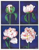 Blossoming Flower III Print by Ferrer 