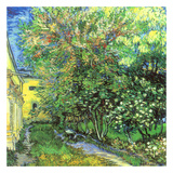 Jardin De L'Hospice Saint-Paul Prints by Vincent van Gogh