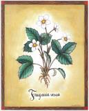 Urpina - Fragaria Vesca Plakát