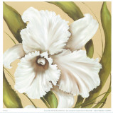 White Flower Prints by L. Romero
