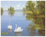 Swans On The Lake Posters by Slava 