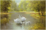 Swan Family Prints by Max Weber