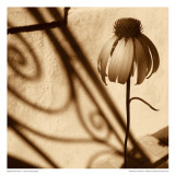 Sepia Flower Prints by Jean-François Dupuis