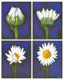 Blossoming Flower II Prints by Ferrer 