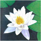 White Waterlily Posters