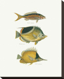 Tropical Fish I Stretched Canvas Print by Georges Cuvier