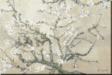 Almond Branches in Bloom, San Remy, c.1890 (tan) Stretched Canvas Print by Vincent van Gogh