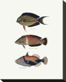 Tropical Fish IV Stretched Canvas Print by Georges Cuvier