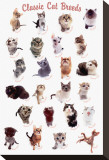 Cat Breeds Stretched Canvas Print by Yoneo Morita