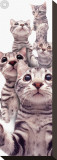 American Shorthair Stretched Canvas Print by Yoneo Morita