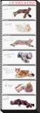 Cat Agenda Stretched Canvas Print by Yoneo Morita