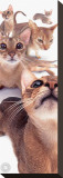 Abyssinians Stretched Canvas Print by Yoneo Morita