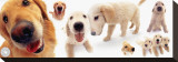 Golden Retrievers Stretched Canvas Print by Yoneo Morita
