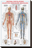 Circulatory System Stretched Canvas Print by Libero Patrignani