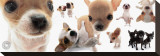 Chihuahua Stretched Canvas Print by Yoneo Morita